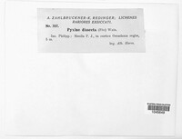 Media resource of Pyxine dissecta